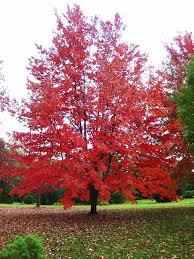 Growth rate of a crimson cloud hawthorn tree. Autumn Fantasy Red Maple Trees For Sale Online The Tree Center
