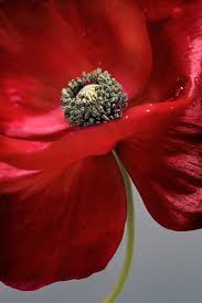 Poppy Red Poppies Poppy Flower Red Flowers