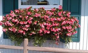 Pick a dwarf or a cascading variety. 32 Appealing Cascading Flowers For Window Boxes Balcony Garden Web