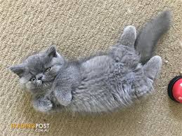 First, you can find out from the breeder (s) above when litters are expected and be put on a waiting list. Munchkin Minuet Kittens For Sale