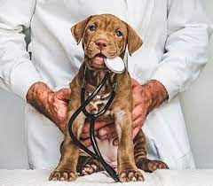 Maybe you would like to learn more about one of these? Veterinarian And Animal Hospital Near Pasadena Ca Altadena Pet Hospital