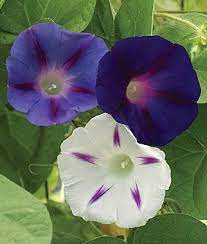 Want To Grow A Beautiful Garden But Have Very Little Space Container Gardening Might Be Right Up Your Al Morning Glory Flowers Annual Flowers Flowering Vines