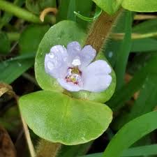 Image result for Bacopa hamiltoniana