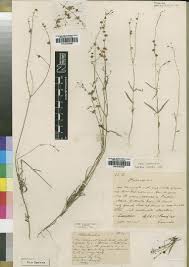 Image result for Oldenlandia echinulosa