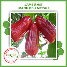 Jambu air sebetulnya berbeda dengan jambu semarang (syzygium samarangense), kerabat dekatnya yang memiliki pohon dan buah hampir serupa. Bibit Tanaman Buah Jambu Air Madu Deli Merah Higaragro