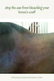 The citric acid in lemon has bleaching properties. Pro Equine Grooms Grooming Tips For Helping The Sun Bleached Horse