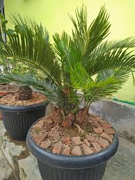 Scopri ricette, idee per la casa, consigli di stile e altre idee da provare. Pohon Sikas Merupakan Tanaman Hias Bibit Tanam Duatiga Facebook