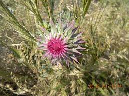 Sticker Bush Flower Bushes And Shrubs Shrubs Plants
