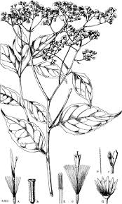 Image result for Microglossa