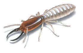 Aloha pest solutions has been serving hawaii since 2007. Termites Info Termite Hawaii