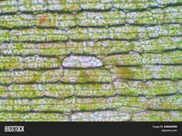 When viewed with an electron microscope, the cylinders show up as nine bundles of tiny microtubules arranged in a circle. Plant Cell Under Image Photo Free Trial Bigstock