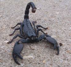 Black And White Tegu Lizard Sc Pandinus Imperator Emperor Scorpion Arachnids Scorpion Bugs And Insects