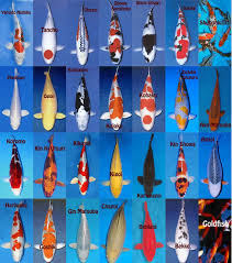 Image Result For Koi Fish Color Chart Kolam Ikan Kolam