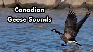 To be human is to be part of nature. Canadian Geese Honking And Swimming Geese Sounds Bird Calls Youtube