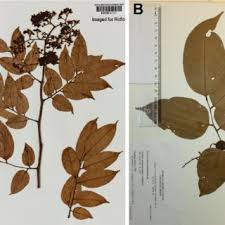 Image result for Dialium holtzii