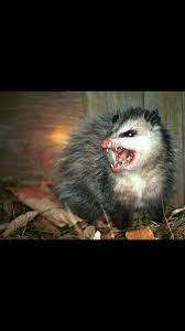 Last Resort Fighting Technique Scary Animals Possum Opossum