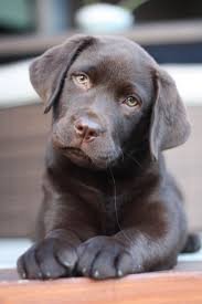 Pin En Dogs
