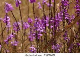 Image result for Striga chrysantha