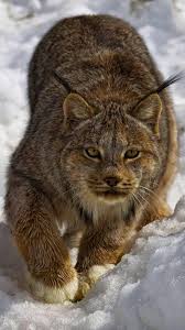 Birds For Cats To Watch 4k Lynx Snow Winter Animals Winter Animals Animals Wild