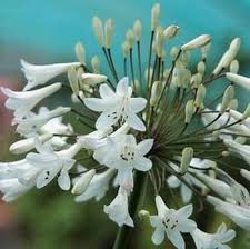 Nadia ann carlin & amanda place speros. Agapanthus Africanus Albus Harrod Horticultural