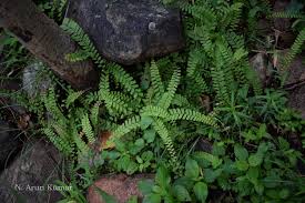 Image result for Adiantum incisum