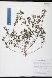 Image result for Pouzolzia parasitica