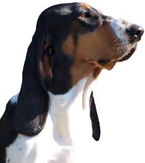 Image result for bernský honič