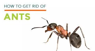 I have not tried this method personally as i like the cornmeal method, but the idea here is that the low ph of the vinegar is not good for the ants and it will kill them. Ant Killer How To Get Rid Of Ants