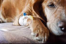 Miscarriage In Dogs Symptoms Causes Diagnosis Treatment Recovery Management Cost
