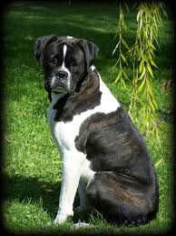 Advertise a pet for free. Havenwoods Boxers Top Quality Akc German And American Boxers Based In Central Ohio Show Quality Working German Boxers Health Tested Parents Brindle Fawn Reverse Brindle Sealed Brindle Boxer Puppies For Sale Ma