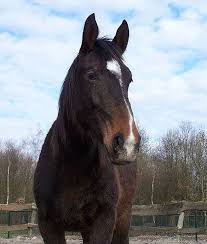 Groningen Horse Rare Horse Breeds Rare Horses Pretty Horses