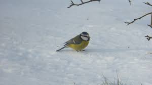 De charmante kapel van amelgem, opgetrokken in barokstijl, kan je bewonderen op onze binnenkoer. Hast Du Eine Meise