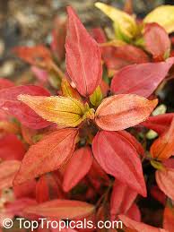 Image result for Acalypha paucifolia