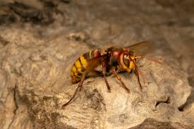De aziatische hoornaar is voor de mens niet gevaarlijker dan de europese hoornaar. Alles Over De Hoornaar Wiki Herkennen Bestrijden