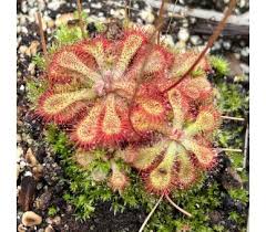 Image result for Drosera dielsiana