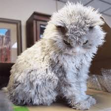 The tousled appearance of the selkirk rex's glorious coat, coupled with the breed's laidback attitude, brings new meaning to the phrase curly hair, don't care.. Til Curly Haired Cats Exist Cats Meme On Me Me