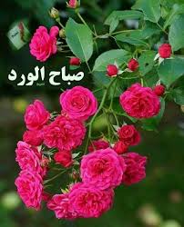 صباح الخير للذين ي زهرون الفرح في القلب حفظكم الله لنا أينما كنتم صباح الورد صباح نسيم beautiful rose flowers pretty flowers types of flowers