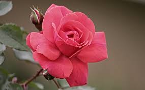 Resultado de imagen para rosas