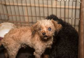 No, greenfield puppies is not a puppy mill. Educating Consumers Is Key To Ending Puppy Mill Problem A Humane World