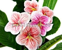 Image result for Streptocarpus eylesii