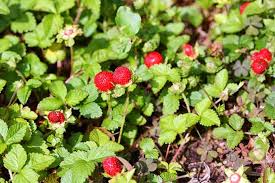 How To Harvest Wild Berries Foraging For Beginners