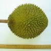 Durian batu kurau 2018 mp3 files source planetlagu, metro lagu, bursamp3, gudang lagu, lagu76, atau stafaband untuk keperluan review. 1