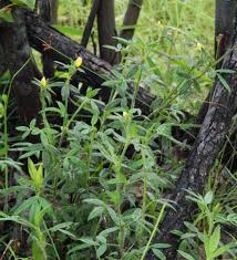 Image result for Stylosanthes fruticosa