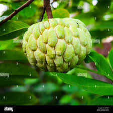 Image result for Annona squamosa