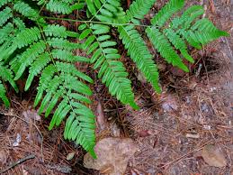 Image result for Pteridium aquilinum