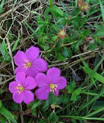 Image result for Dissotis