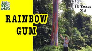 The rainbow tree, or rainbow eucalyptus (eucalyptus deglupta) is famous for its. How Rainbow Gums Flourish In 12 Years Within Australia Eucalyptus Deglupta Youtube