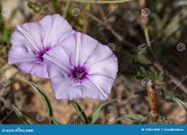Image result for Ipomoea turbinata