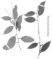 Image result for Anisophyllea