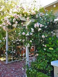 Vignette Design Climbing New Dawn Rose In All Its Glory New Dawn Climbing Rose Climbing Roses Knockout Rose Tree